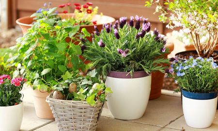 Esta planta es ideal para el verano. Esta planta es ideal para el verano.