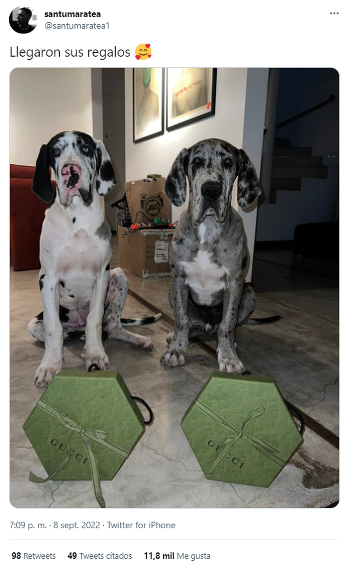 Santi Maratea "pasó la gorra" para comprarle collares Gucci a sus perros.