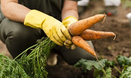 La brecha de precios entre productores agrícolas y consumidores cayó fuerte en agosto. La brecha de precios entre productores agrícolas y consumidores cayó fuerte en agosto.