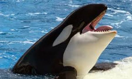 orca aparecio en monte hermoso y aterro a los turistas orca aparecio en monte hermoso y aterro a los turistas