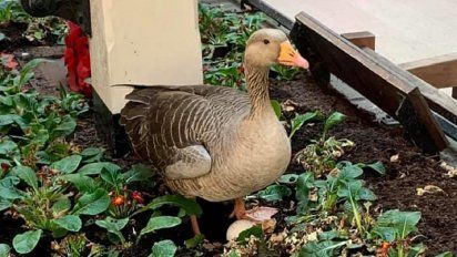 Foto: una gansa aprovechó que no había nadie y puso huevo en un lugar insólito