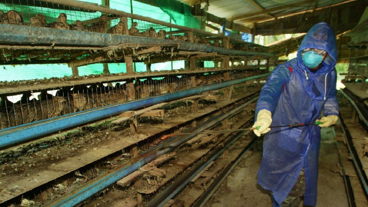 Desinfecci&oacute;n de una granja de codornices en la provincia de Suphan Buri de Tailandia - 2004