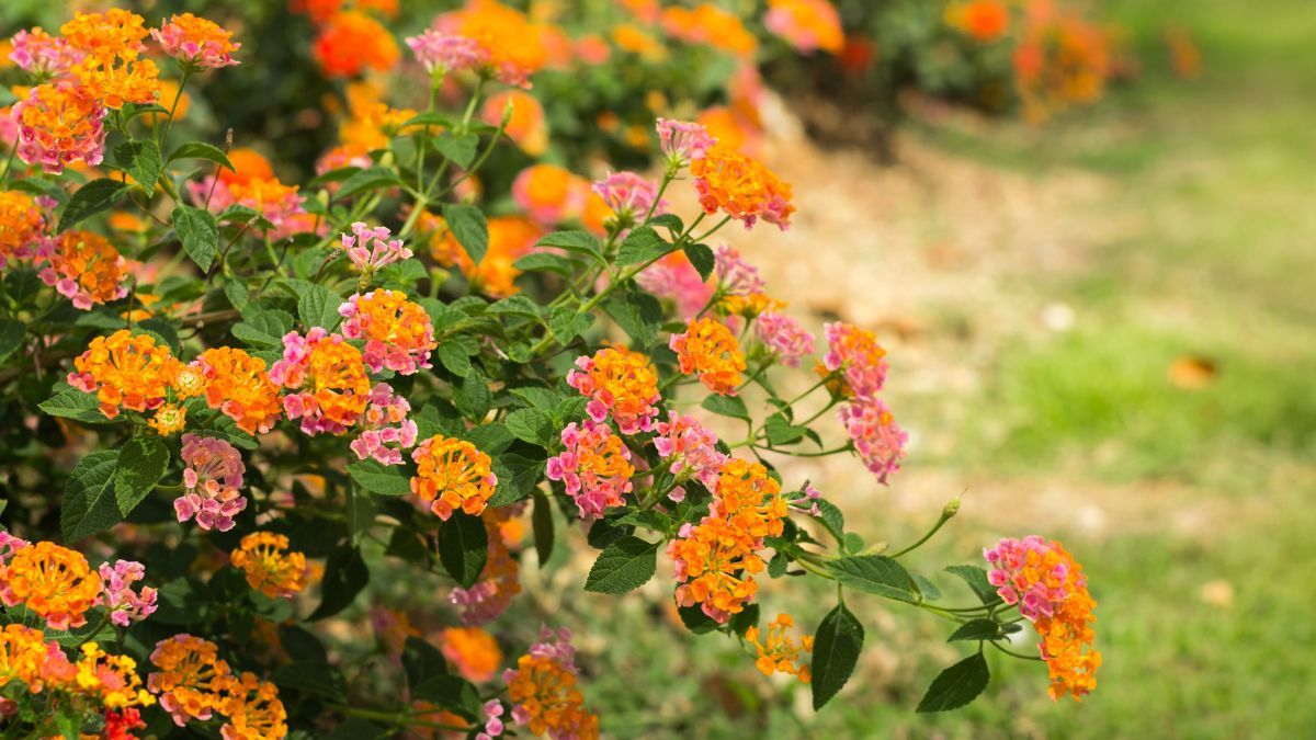 La planta que llena de color tu jardín todo el año y es fácil de cuidar.