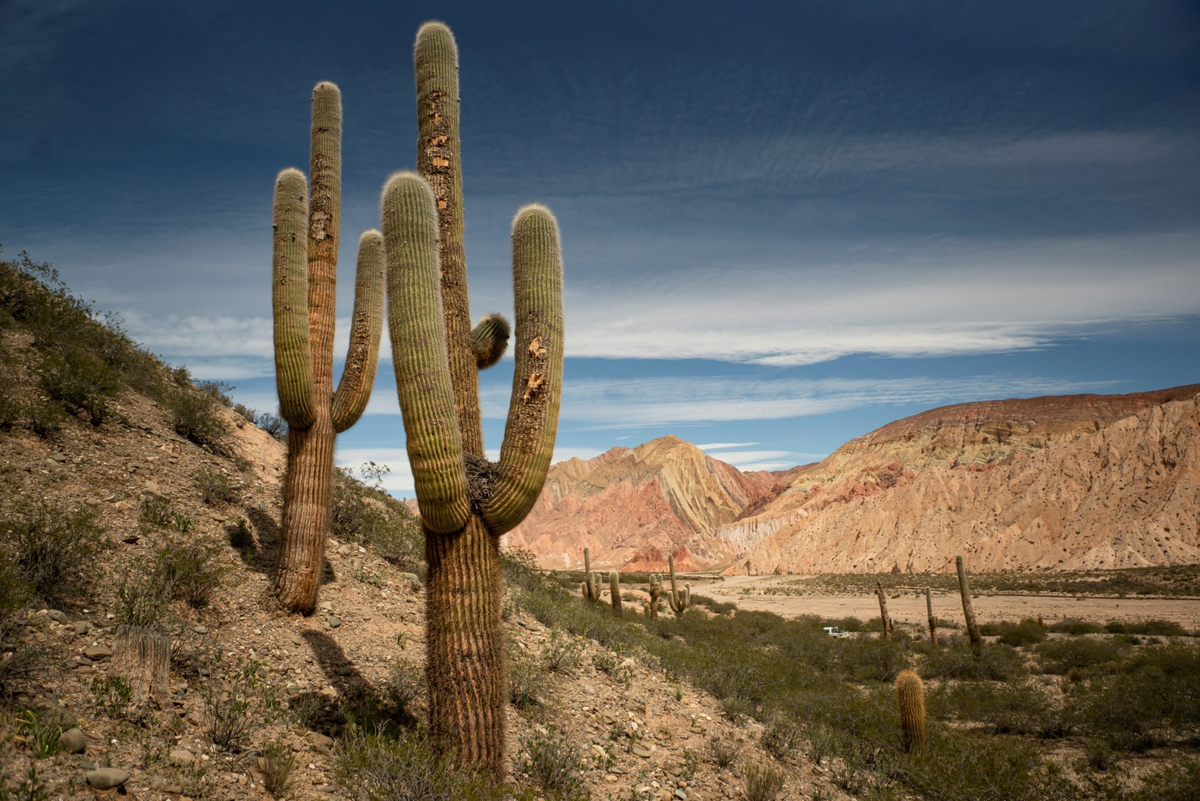 Parque Nacional de los Cardones