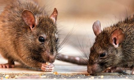 Qué significa soñar con ratas: el mensaje oculto en este sueño. Qué significa soñar con ratas: el mensaje oculto en este sueño.