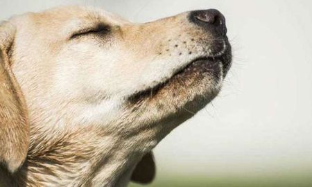 Revelan de qué manera los perros pueden regresar a su casa
