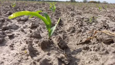 Zona Núcleo: esperan lluvias para sostener el trigo y destrabar la siembra de maíz Zona Núcleo: esperan lluvias para sostener el trigo y destrabar la siembra de maíz
