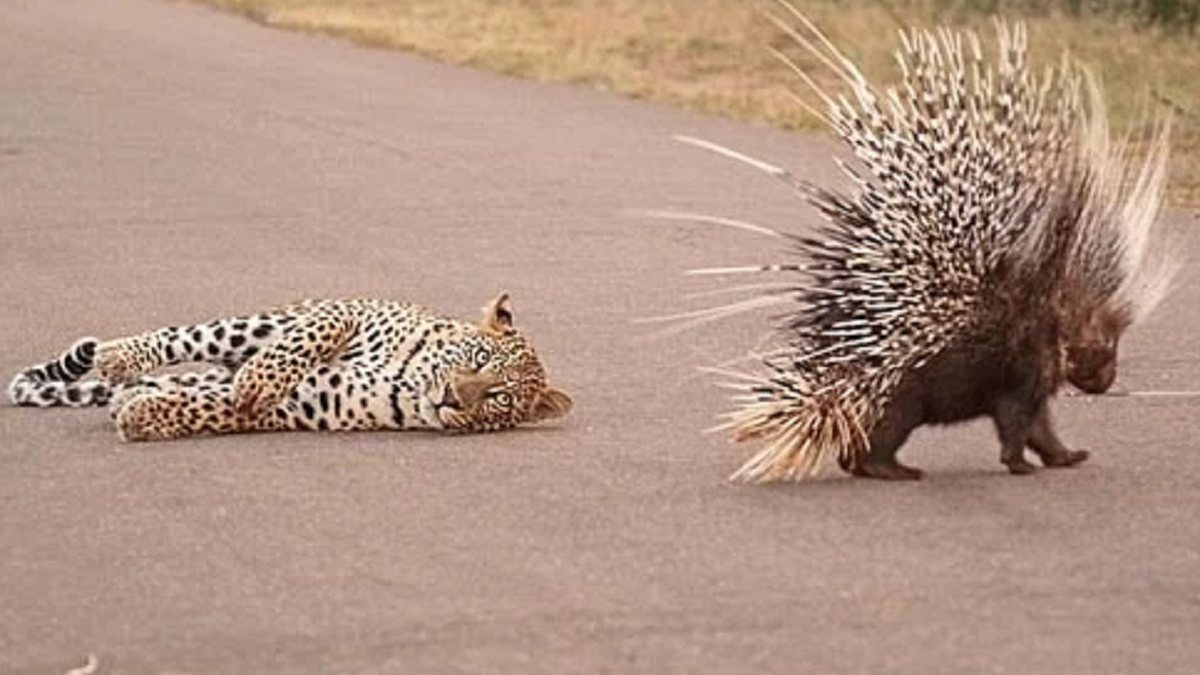 Video viral: un puercoespín luchó por su vida contra un leopardo durante  más de una hora