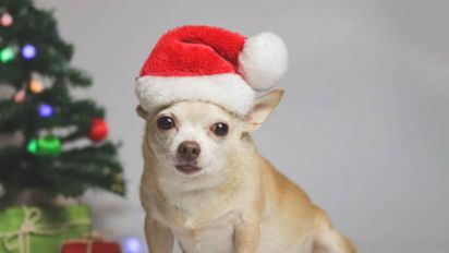 Cómo proteger a los perros del ruido de los fuegos artificiales en Año Nuevo