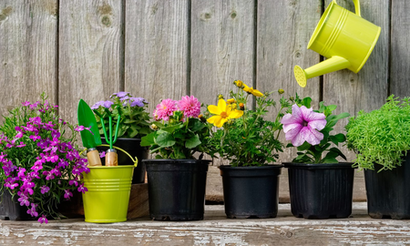 Las insólitas recomendaciones que dejó un chico para que le cuiden las plantas mientras no está Las insólitas recomendaciones que dejó un chico para que le cuiden las plantas mientras no está
