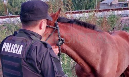 Laguna Paiva: trasladaron a un hombre de 52 años por tener en su casa a un caballo herido Laguna Paiva: trasladaron a un hombre de 52 años por tener en su casa a un caballo herido