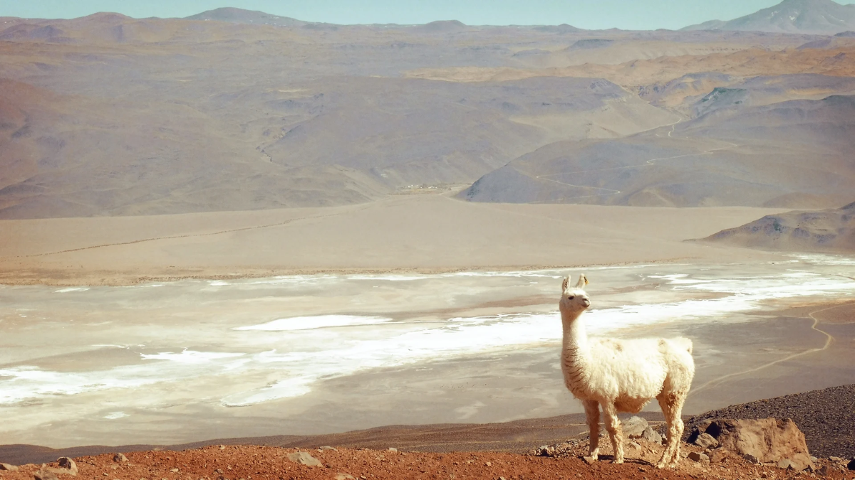 Cada año, el 10 de diciembre, se celebra la Fiesta Patronal de la Virgen de Loreto en Antofagasta de las Sierras. Cada año, el 10 de diciembre, se celebra la Fiesta Patronal de la Virgen de Loreto en Antofagasta de las Sierras.