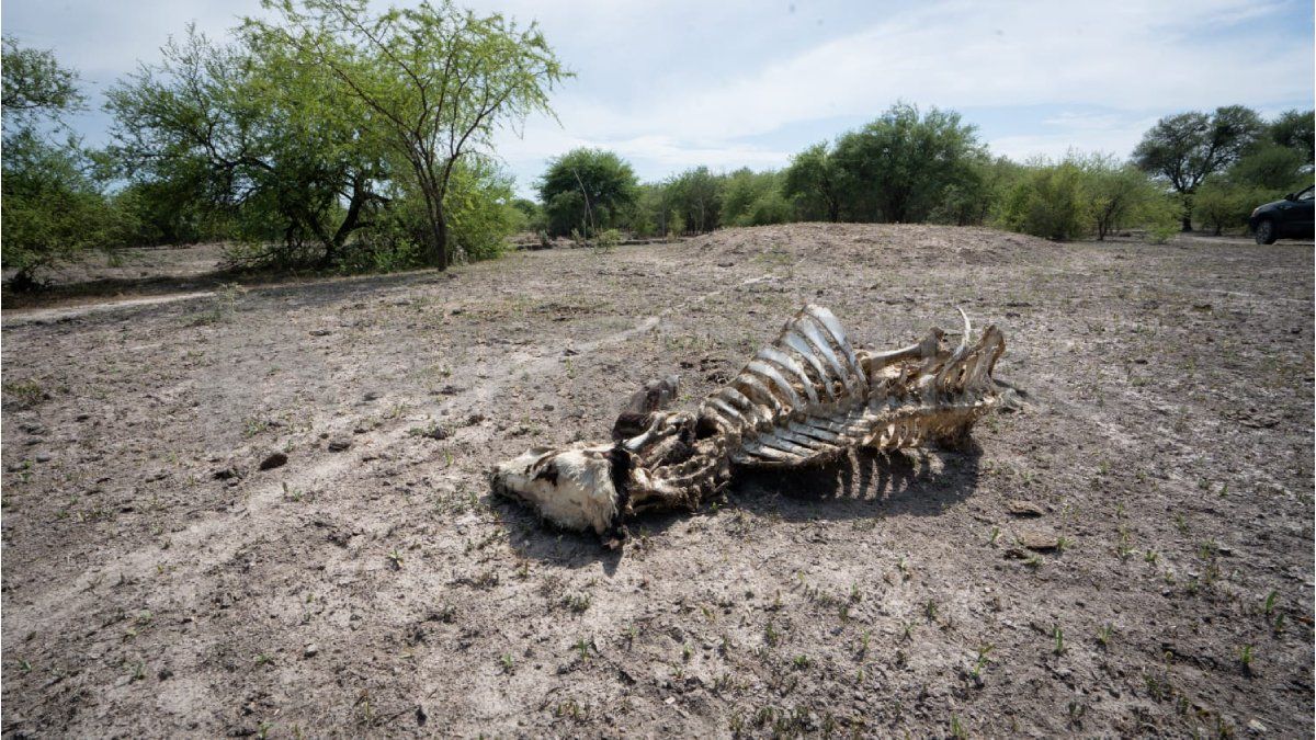 La sequía en Santa Fe hace estragos en el ganado de los pequeños productores del norte santafesino.
