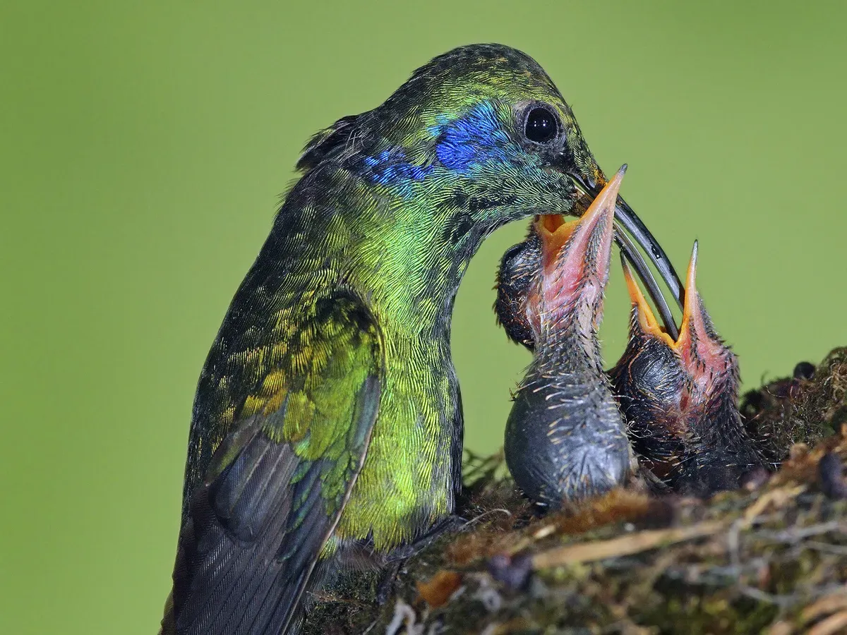 La hembra de colibrí cría a los pichones, que dejan el nido a los 45 días aproximadamente.