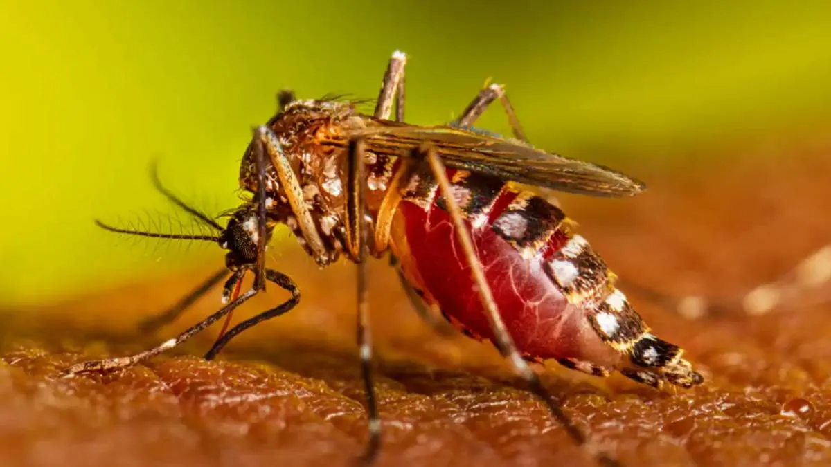 Las ovitrampas permiten detectar de manera r&aacute;pida y eficaz la presencia del mosquito Aedes aegypti, principal transmisor del virus del dengue.