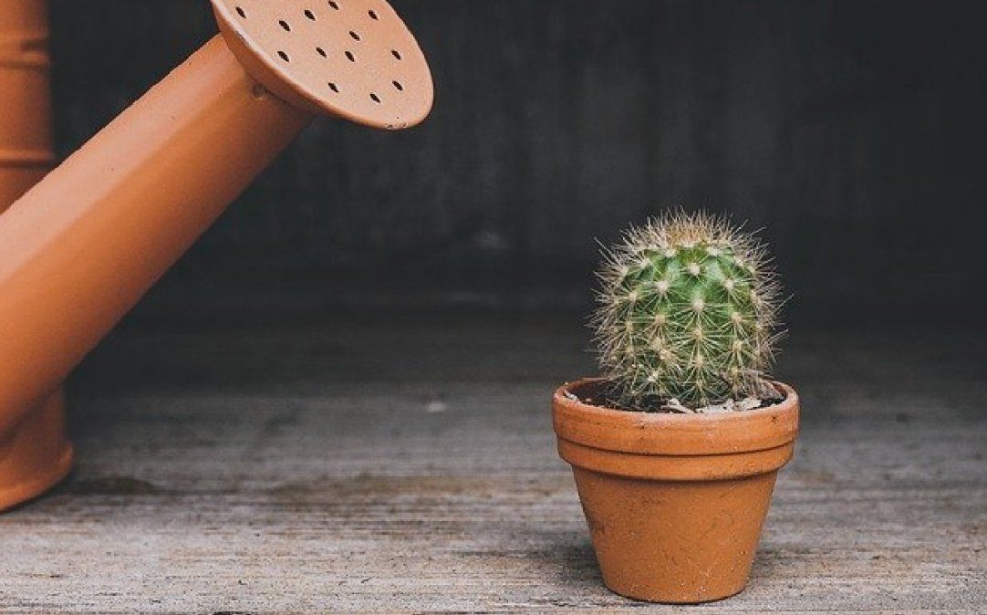 Cuáles son los cuidados que tus plantas necesitan para mantenerse sanas en invierno