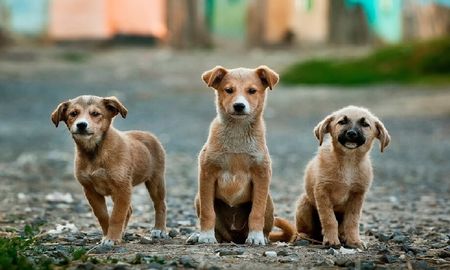 Mataron a un tiros a perros de un refugio a raíz de las restricciones por el coronavirus Mataron a un tiros a perros de un refugio a raíz de las restricciones por el coronavirus