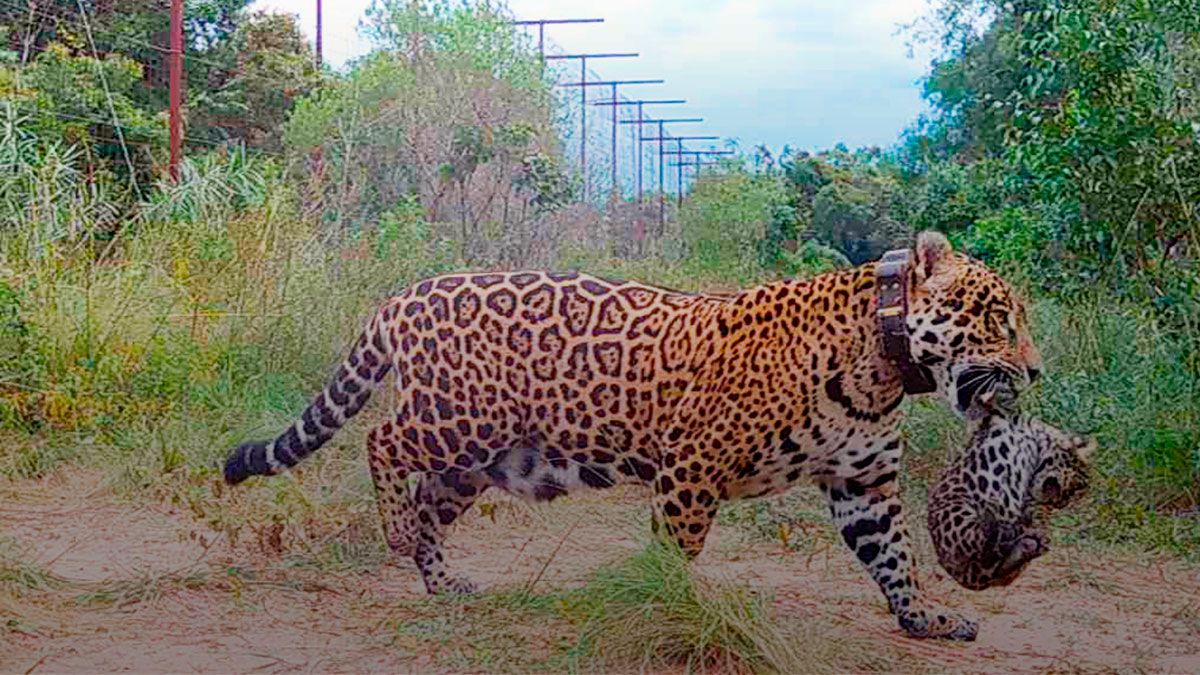 Arami dio a luz a dos cachorros de yaguareté en los Esteros del Iberá.