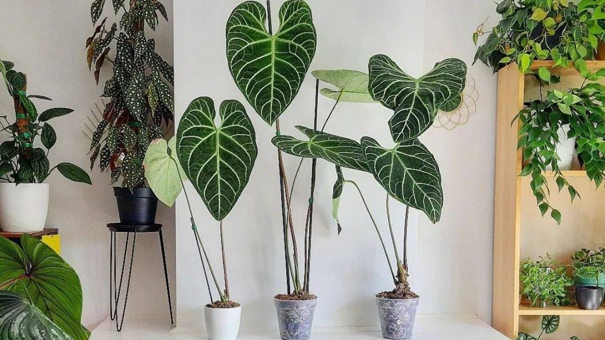 Tener muchas plantas podría afectar la energía del hogar