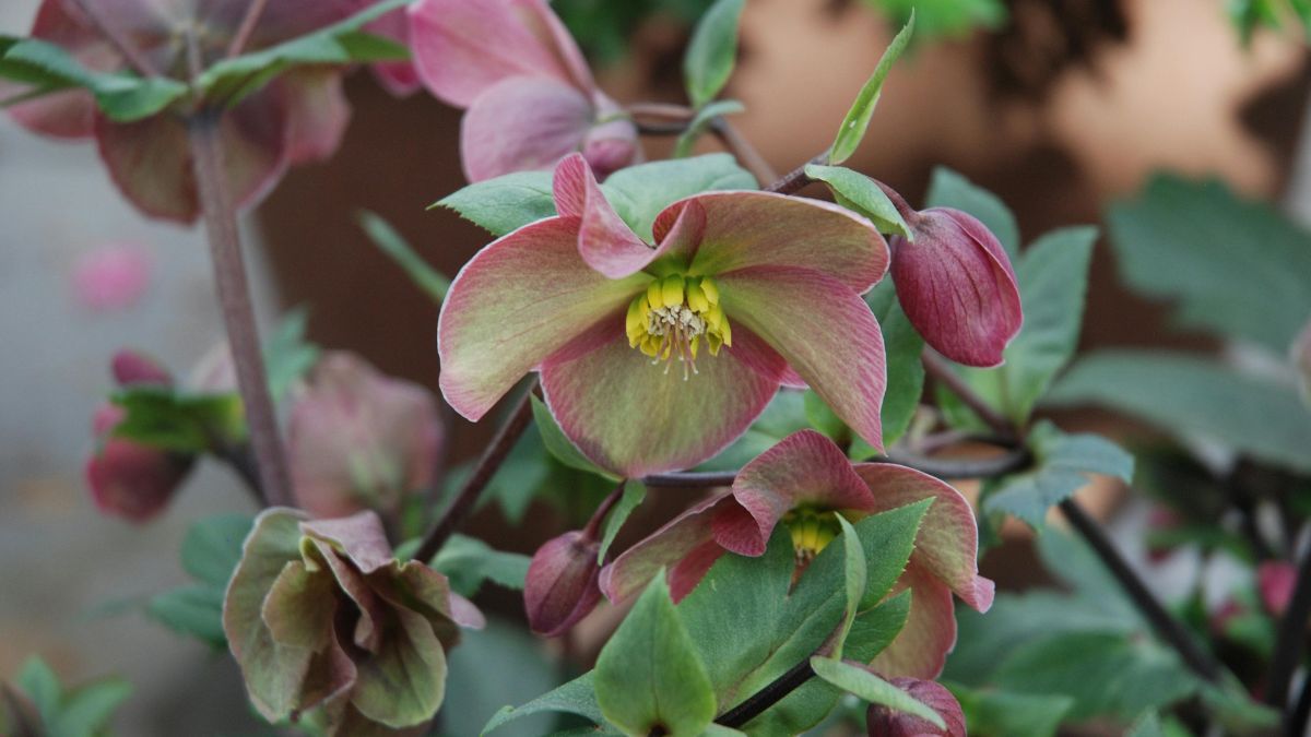Conocida como rosa de invierno, florece incluso durante los días más fríos. Conocida como rosa de invierno, florece incluso durante los días más fríos.
