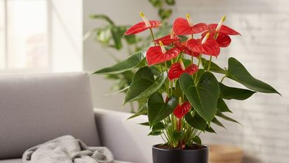 Ni orquídea ni jazmín: la planta con flor que transforma cualquier ambiente y dura todo el año