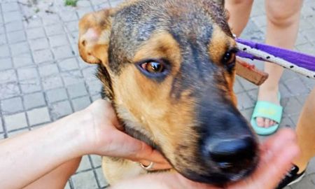 El animal fue rescatado por efectivos de la Policía Comunitaria luego de haber pasado cinco días sin alimento ni agua y con altas temperaturas. El animal fue rescatado por efectivos de la Policía Comunitaria luego de haber pasado cinco días sin alimento ni agua y con altas temperaturas.