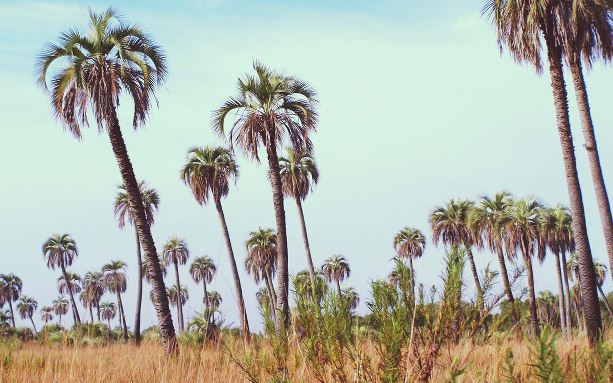 Parque Nacional Mburucuyá, Corrientes