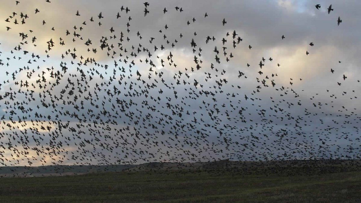 Misterio: cientos de aves muertas cayeron del cielo en México