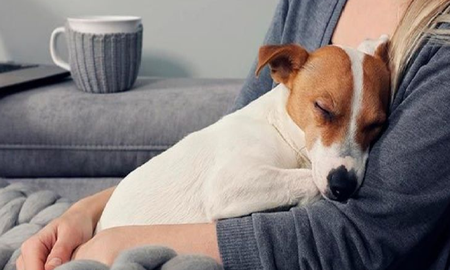 Razones para adoptar un perro sin raza Razones para adoptar un perro sin raza