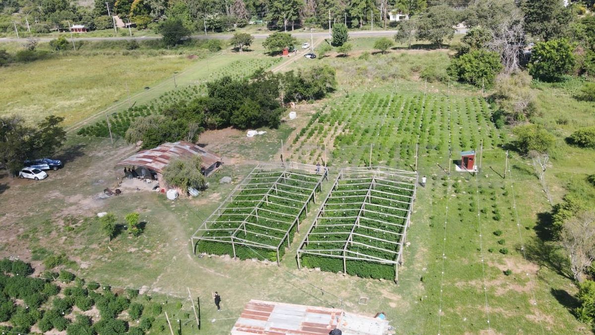 Las impactantes imágenes del vivero narco en Arroyo Leyes captadas por el equipo de AIRE.