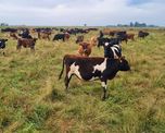 Ganadería regenerativa: los bonos de carbono empiezan a sumar ingresos para los productores