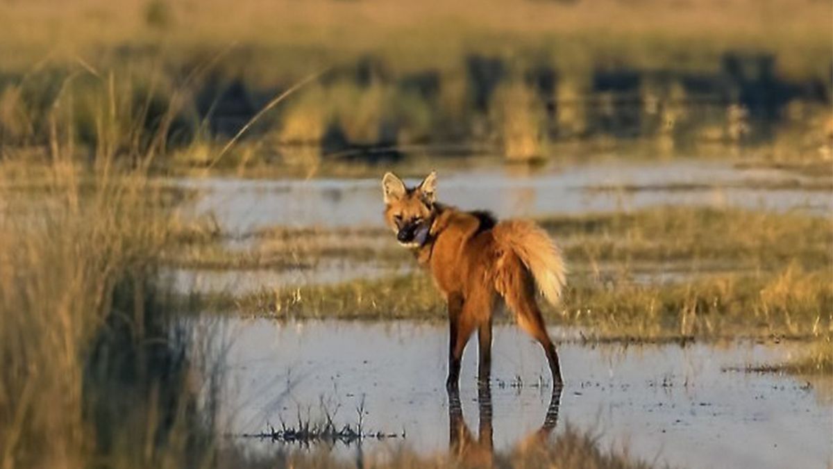 El aguará guazú es también conocido como