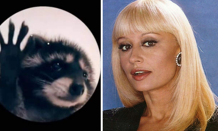 El sorprendente origen del TikTok viral del mapache que baila al ritmo de Raffaella Carrà El sorprendente origen del TikTok viral del mapache que baila al ritmo de Raffaella Carrà