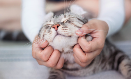 Perros y gatos: los beneficios de las caricias para los animales Perros y gatos: los beneficios de las caricias para los animales