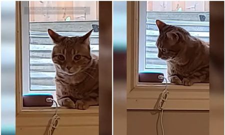 Video viral muestra como una gata se aterra al escuchar a la asistente virtual: Oye, Alexa. Video viral muestra como una gata se aterra al escuchar a la asistente virtual: Oye, Alexa.