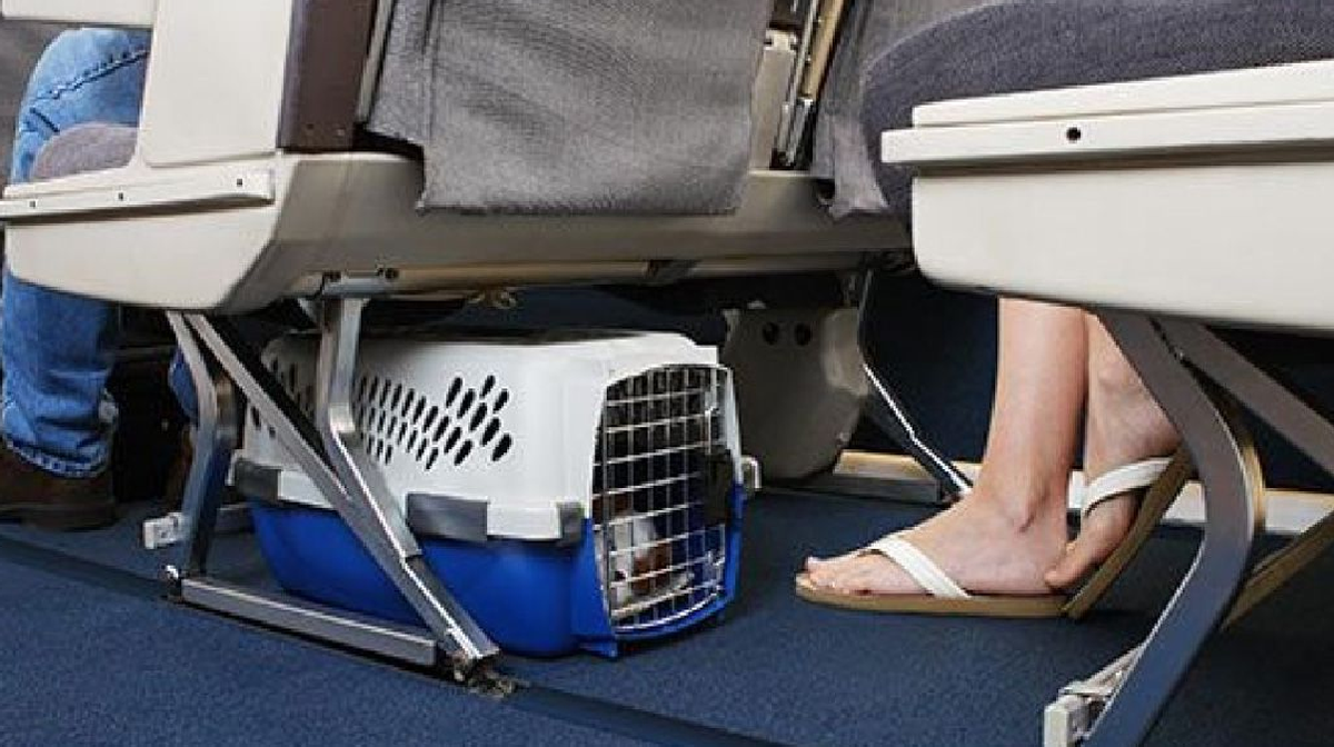 El hecho ocurri&oacute; en&nbsp;el&nbsp;vuelo&nbsp;DL1360&nbsp;de la aerol&iacute;nea&nbsp;Delta Air&nbsp;con destino a&nbsp;Atlanta, Estados Unidos, y gener&oacute; mucho rechazo los pasajeros.