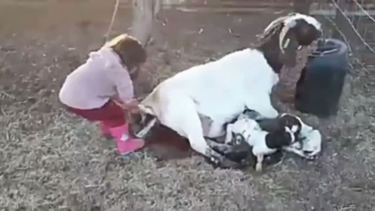Una niña ayuda a nacer a un cabrito: el vídeo viral que abrió el debate sobre la diferencia entre los niños de campo y ciudad