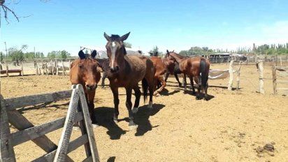 En la Argentina se faenan más de 100.000 caballos por año y la carne se exporta