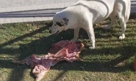 El perro que se volvió viral por robarle un lechón a los concejales en el Día del Trabajador. El perro que se volvió viral por robarle un lechón a los concejales en el Día del Trabajador.