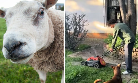 Un tiktoker compartió la llamativa idea que tuvo su hermano para no cortar el pasto. Un tiktoker compartió la llamativa idea que tuvo su hermano para no cortar el pasto.