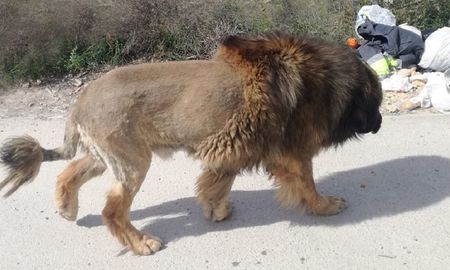 viral: alertaron por la presencia de un leon en espana pero se llevaron una sorpresa viral: alertaron por la presencia de un leon en espana pero se llevaron una sorpresa