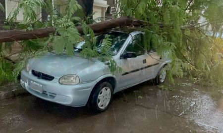 Barrio Sur: un auto fue aplastado por la rama de un árbol Barrio Sur: un auto fue aplastado por la rama de un árbol