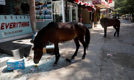 Los caballos en Bogotá - Colombia Los caballos en Bogotá - Colombia