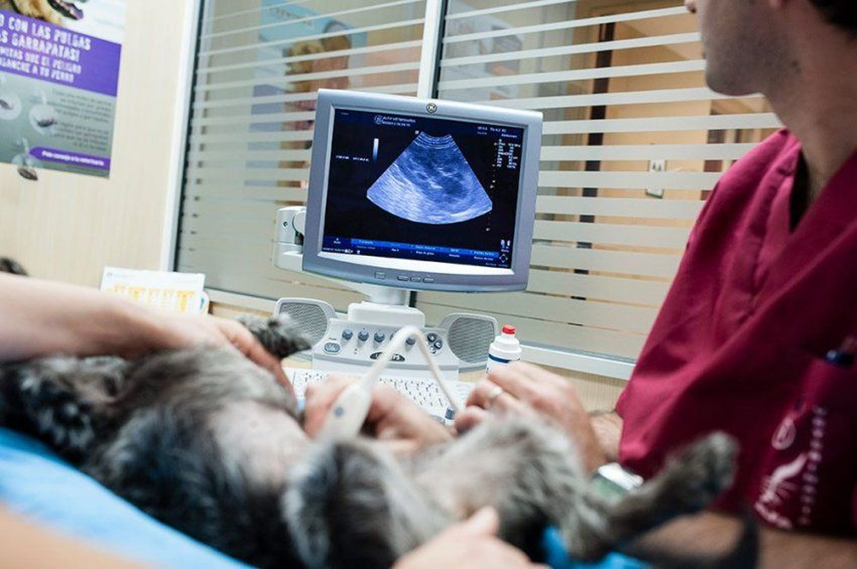 La ecografía veterinaria no consulta ningún riesgo para los perros y gatos. La ecografía veterinaria no consulta ningún riesgo para los perros y gatos.