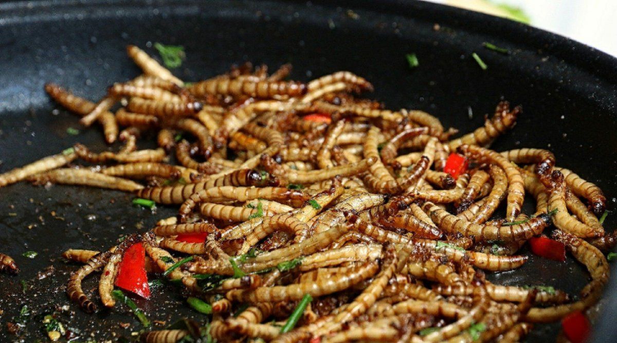 Por qué los gusanos podrían ser el superalimento del futuro