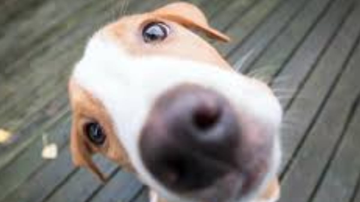 Piden testigos para esclarecer el envenenamiento de animales en Las Cañitas.&nbsp;