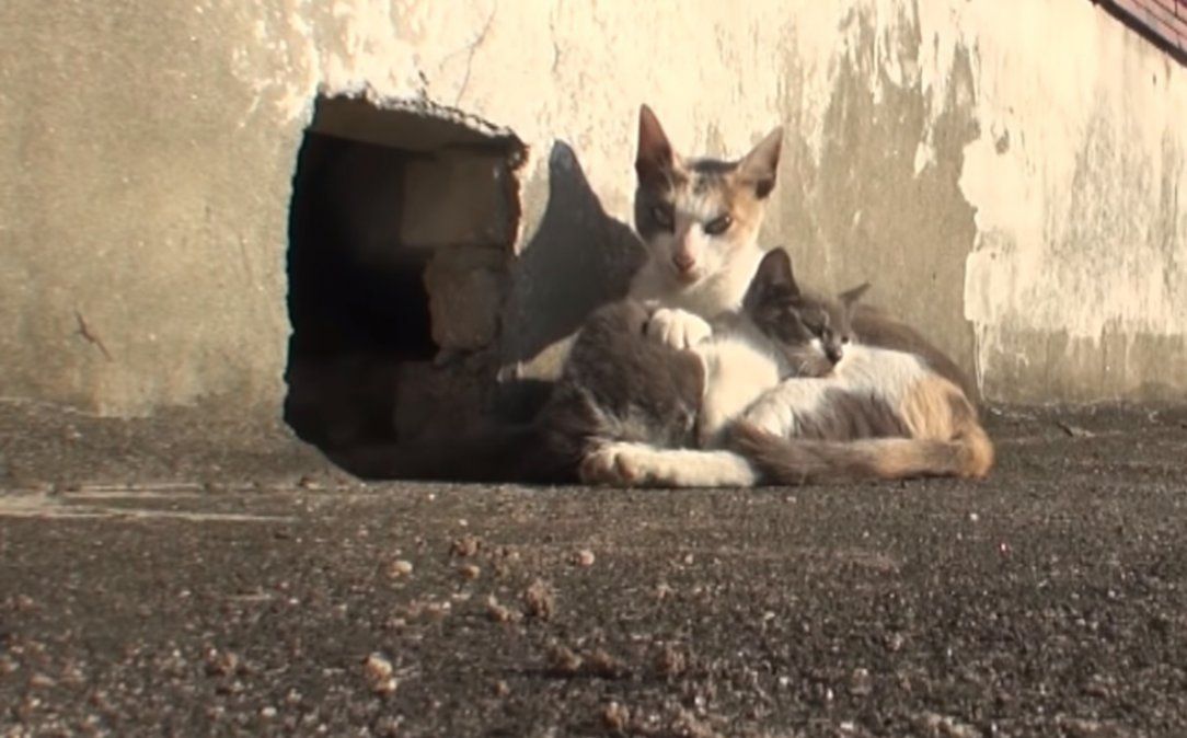 Vídeo viral: gata no abandona a su cría con discapacidad.