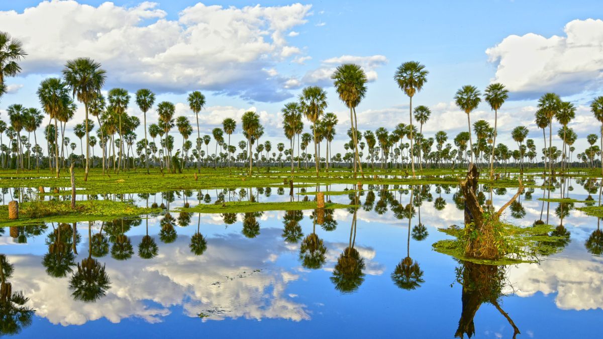El Vertedero concentra postales únicas y resume la dinámica natural del humedal formoseño. El Vertedero concentra postales únicas y resume la dinámica natural del humedal formoseño.
