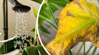 El error que todos cometen al regar las plantas de interior y puede pudrir las raíces