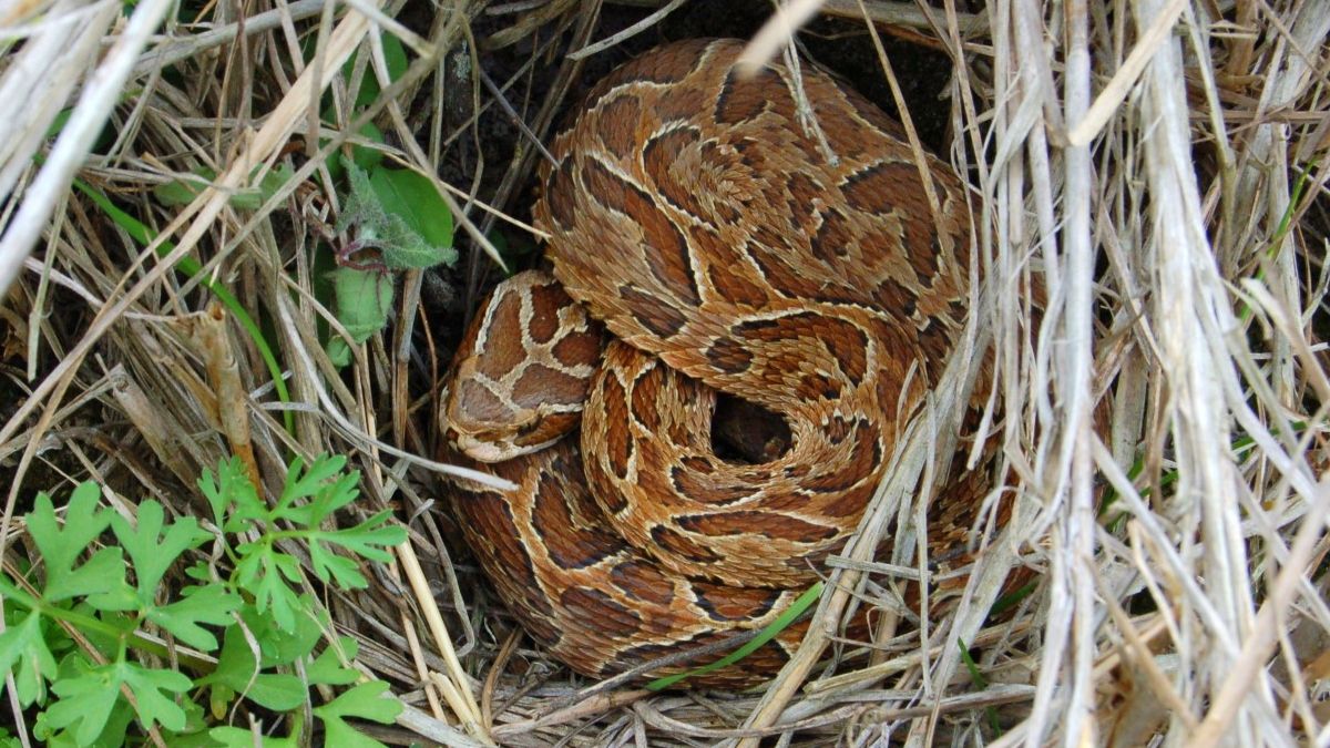 El Lic. en Biodiversidad Leonardo Leiva indicó que “en general, las serpientes son animales temperamentales, la mayoría huyen, apelan a su camuflaje, o tienen comportamientos que los hacen ver agresivos”.